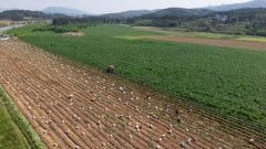 宾客象州： 全程机械化种植马铃薯丰收 远销