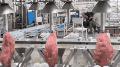 深耕智能削皮 引领果蔬加工 恭喜承实智能：荣获