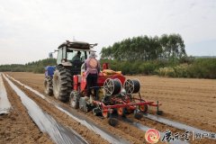 宾客象州县：马铃薯机械化种植省时省力 一天能