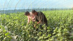 陕西大荔埝桥镇：大棚乳瓜丰收上市 反季候财产